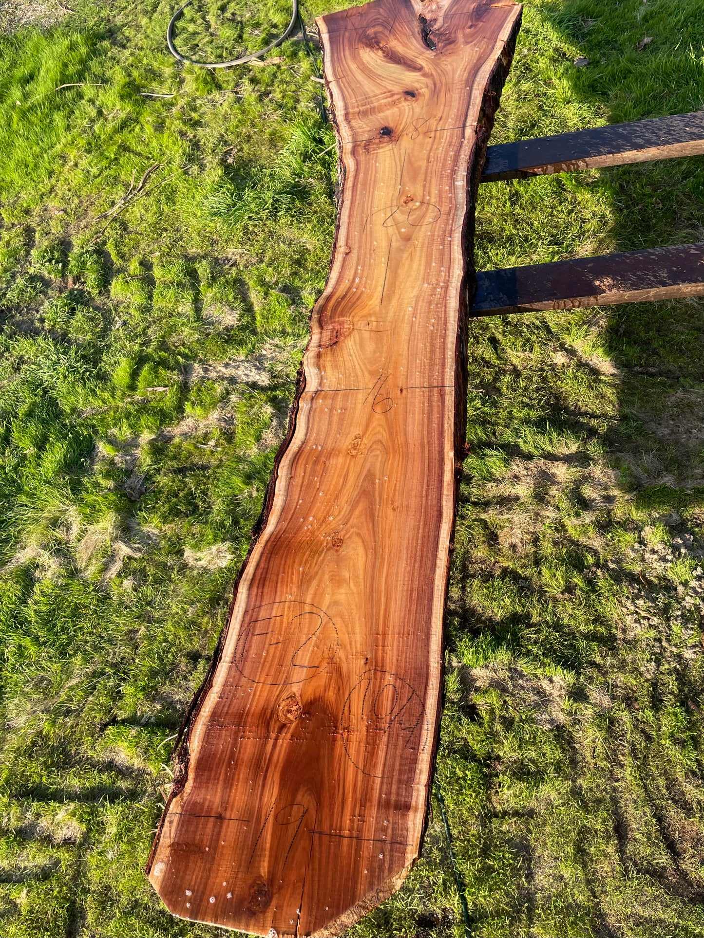 Black Acacia Slab 1F-3