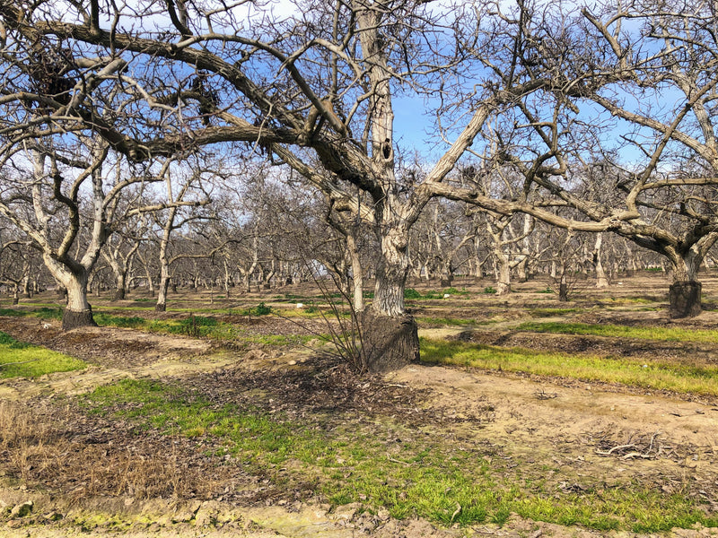 A different kind of harvest for walnut orchards in Central California: claro walnut