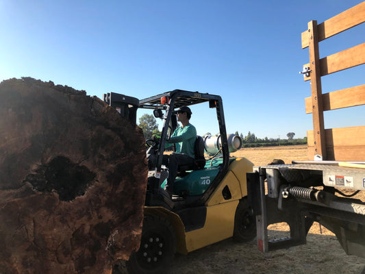 Recycling a large claro walnut tree into live edge slabs