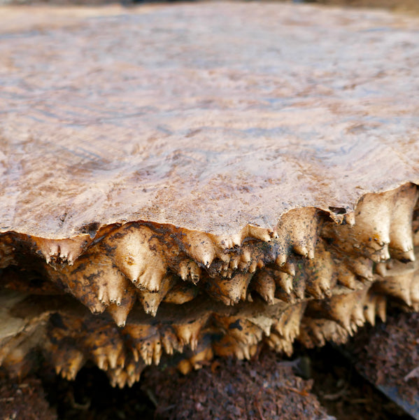 What exactly is a burl?