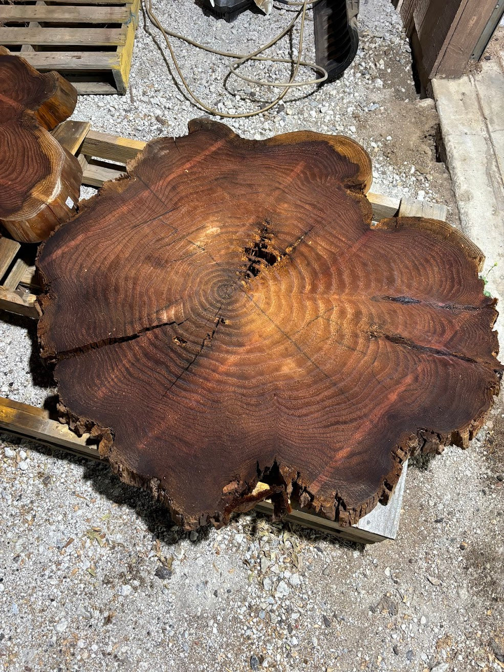 Giant sequoia live edge cookie slab 30-4