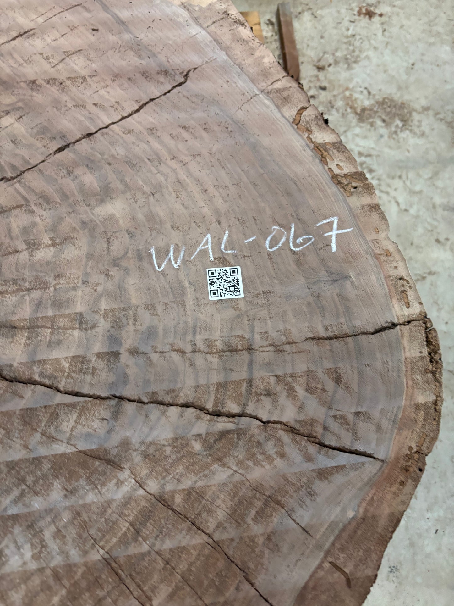 Claro walnut cookie WAL-067