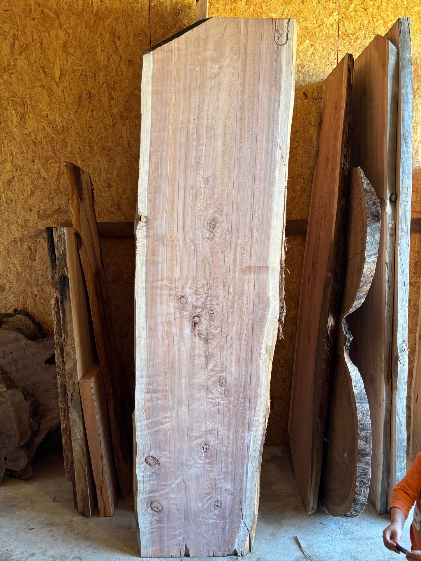 Redwood slab 2A-2