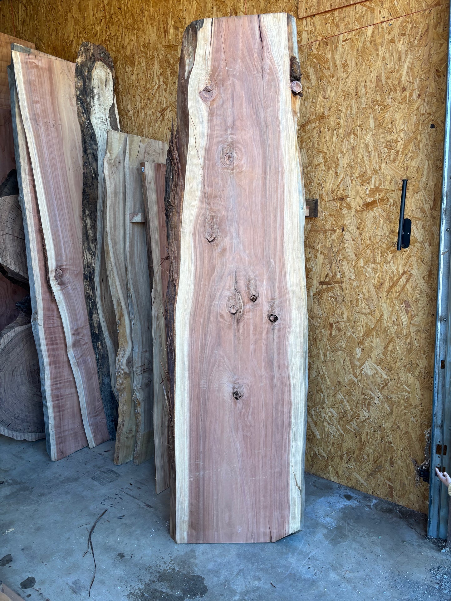 Redwood slab 2A-1