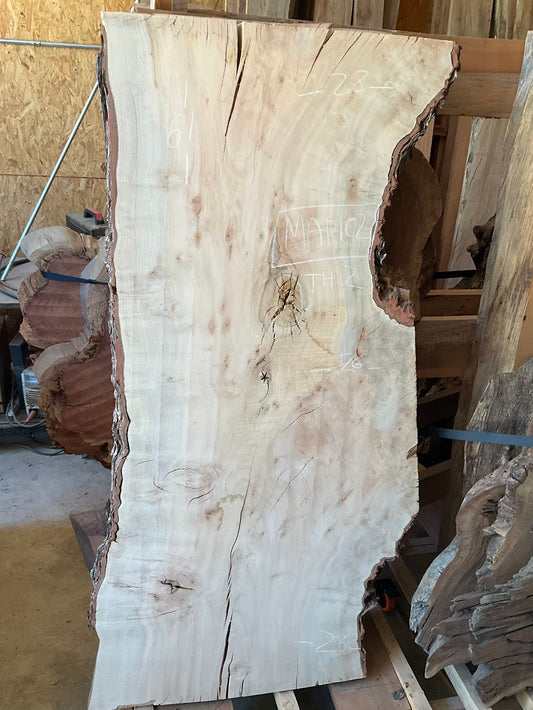 Silver Maple  MAP-102