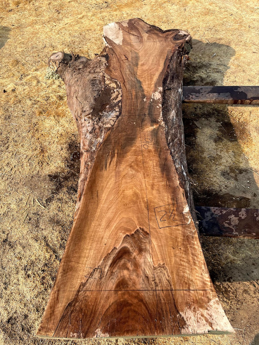 English Walnut Slab 20-6