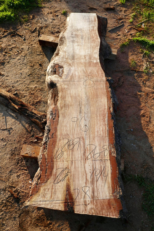 Ponderosa Pine slab 26-8