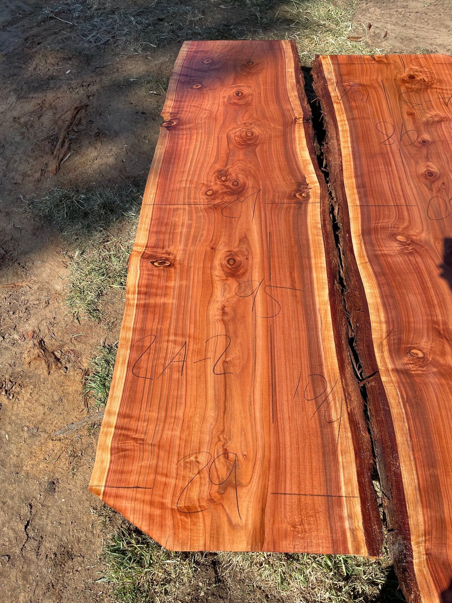 Redwood slab 2A-2