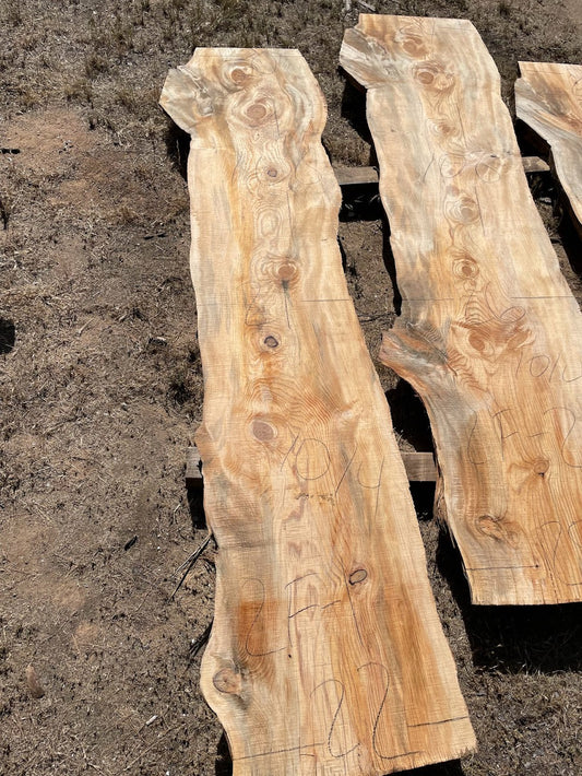 Ponderosa Pine  Slab 2F-1