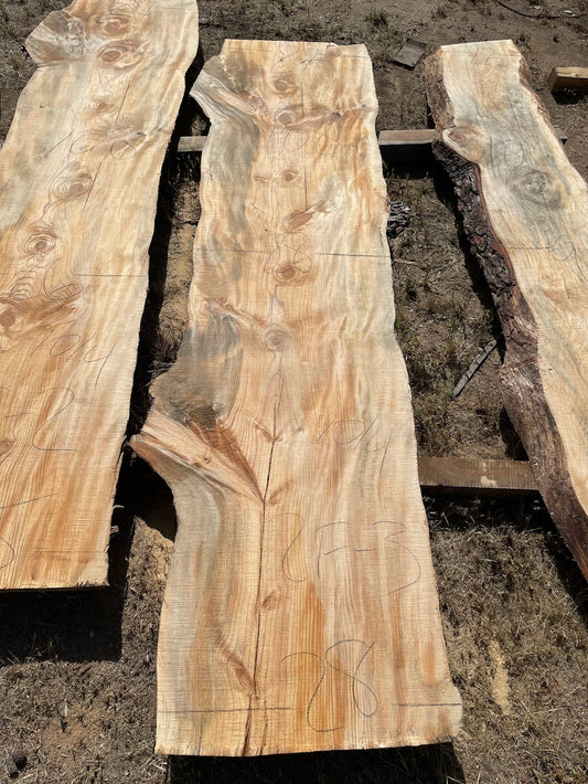 Ponderosa Pine  Slab 2F-3