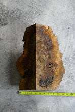 Load image into Gallery viewer, Claro walnut burl 9&quot; x 7” x 13&quot; [WR-2]
