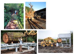 Old growth douglas fir slab FIR-020 salvaged from Exploratorium