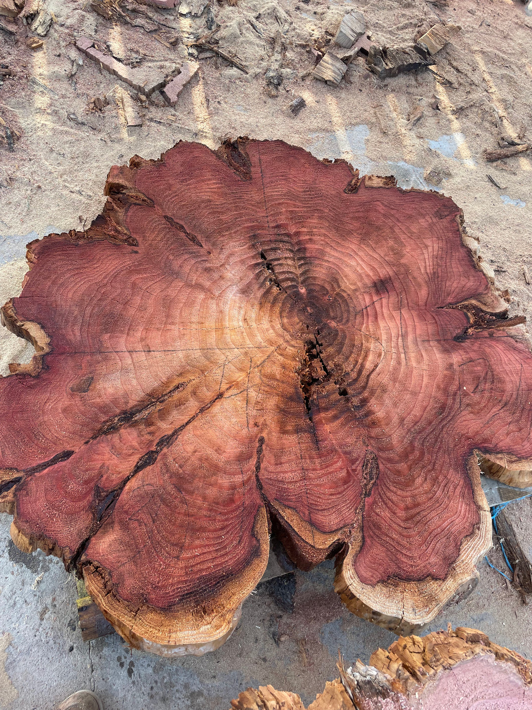 Giant sequoia live edge cookie slab 30-1