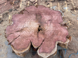 Giant sequoia live edge cookie slab 30-2