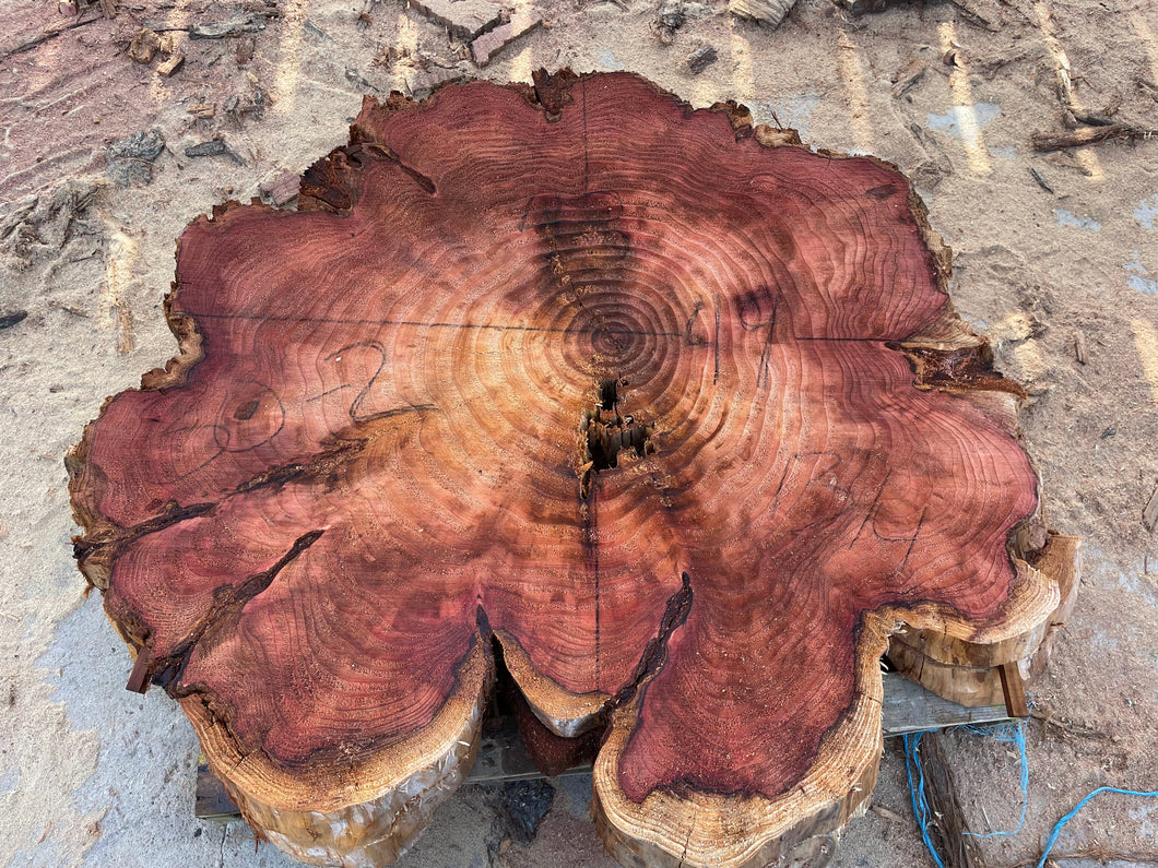 Giant sequoia live edge cookie slab 30-2