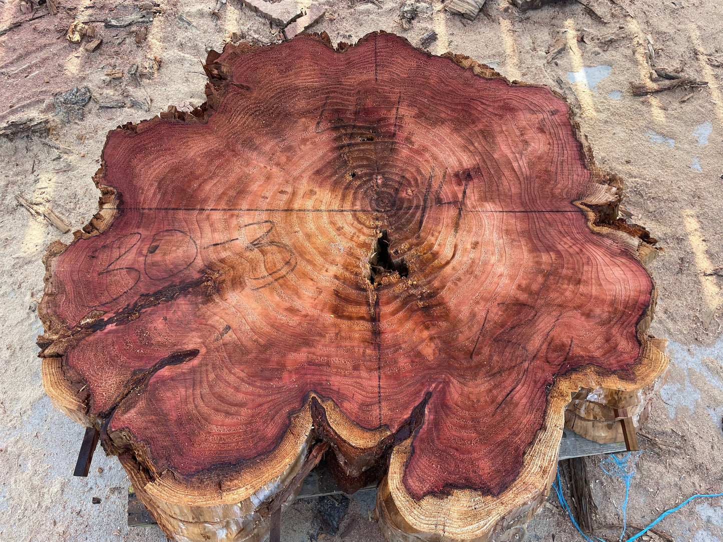 Giant sequoia live edge cookie slab 30-3