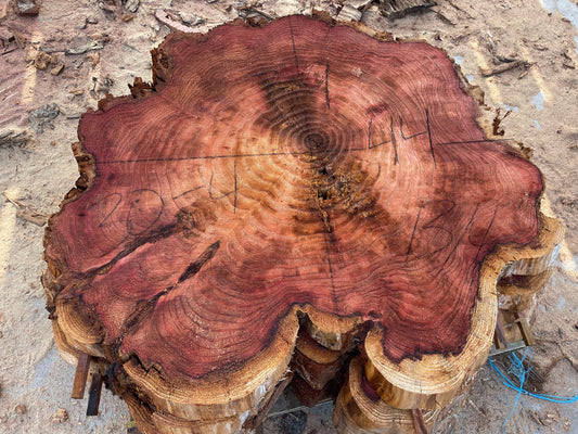 Giant sequoia live edge cookie slab 30-4