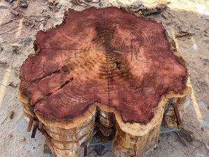 Giant sequoia live edge cookie slab 30-5