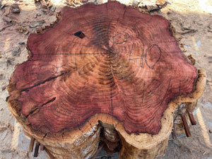 Giant sequoia live edge cookie slab 30-6