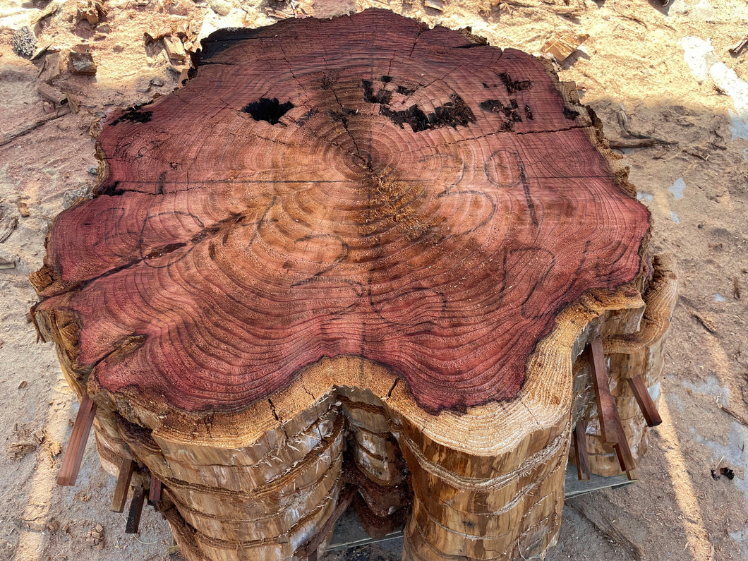 Giant sequoia live edge cookie slab 30-7